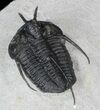 Devil Horned Cyphaspis Walteri Trilobite - #39773-3